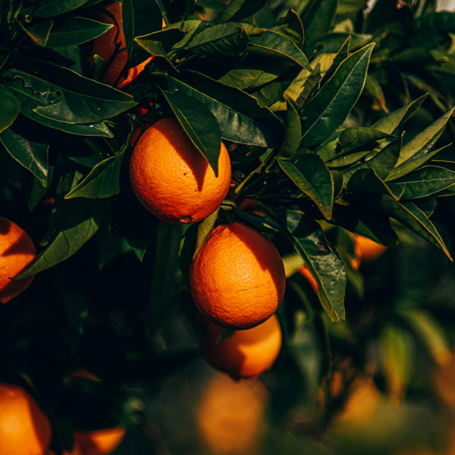 Shower Oil · Orange & Neroli - 250ml